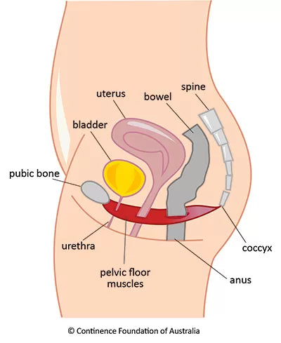 Perineal Muscles in Females: Understanding, Strengthening, and Maintaining